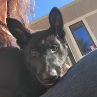 Phoenix, a female German Shepherd Dog for sale in Rice Lake, WI – Photo 3 of 7