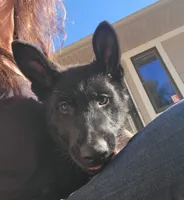 Phoenix, a female German Shepherd Dog for sale in Rice Lake, WI – Photo 3 of 7