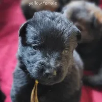 Solid Black Female-Yellow, a female German Shepherd Dog for sale in Rice Lake, WI – Photo 6 of 7