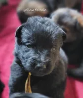 Solid Black Female-Yellow, a female German Shepherd Dog for sale in Rice Lake, WI – Photo 6 of 7