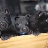 Solid Black Female-Yellow, a female German Shepherd Dog for sale in Rice Lake, WI – Photo 7 of 7