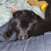 Solid Black Female-Yellow, a female German Shepherd Dog for sale in Rice Lake, WI – Photo 4 of 7