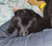 Solid Black Female-Yellow, a female German Shepherd Dog for sale in Rice Lake, WI – Photo 4 of 7
