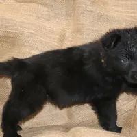 Solid Black Female-Yellow, a female German Shepherd Dog for sale in Rice Lake, WI – Photo 5 of 7