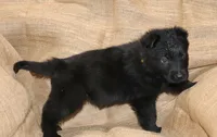 Solid Black Female-Yellow, a female German Shepherd Dog for sale in Rice Lake, WI – Photo 5 of 7