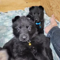 Solid Black Female-Yellow, a female German Shepherd Dog for sale in Rice Lake, WI – Photo 1 of 7