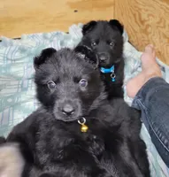Solid Black Female-Yellow, a female German Shepherd Dog for sale in Rice Lake, WI – Photo 1 of 7