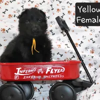 Solid Black Female-Yellow, a female German Shepherd Dog for sale in Rice Lake, WI – Photo 2 of 7