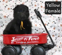 Solid Black Female-Yellow, a female German Shepherd Dog for sale in Rice Lake, WI – Photo 2 of 7
