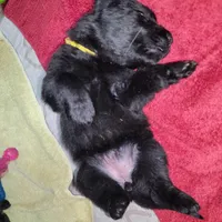 Solid Black Female-Yellow, a female German Shepherd Dog for sale in Rice Lake, WI – Photo 3 of 7