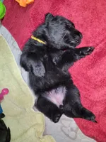 Solid Black Female-Yellow, a female German Shepherd Dog for sale in Rice Lake, WI – Photo 3 of 7