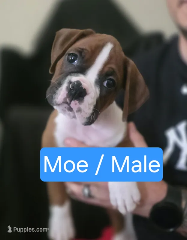 Moe – Boxer puppy for sale in Greenwood, IN