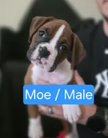 Moe, a male Boxer for sale in Greenwood, IN – 1 of 1