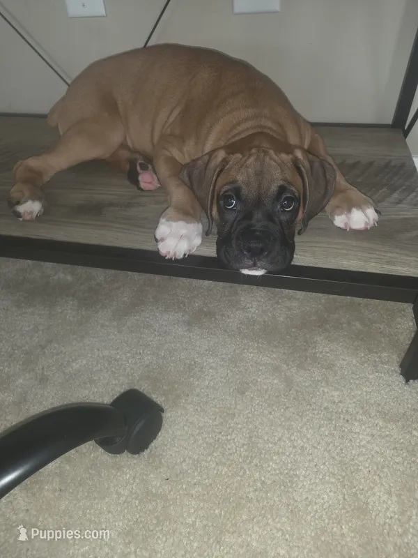 Otto – Boxer puppy for sale in Greenwood, IN