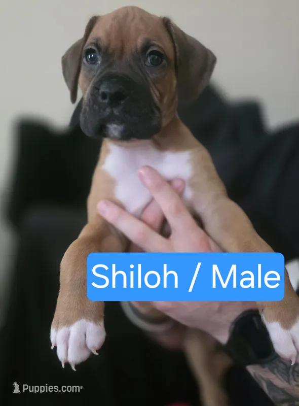 Shiloh – Boxer puppy for sale in Greenwood, IN
