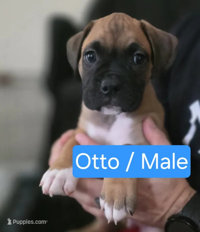 Otto – Boxer puppy for sale in Greenwood, IN