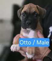 Otto, a male Boxer for sale in Greenwood, IN – 1 of 1