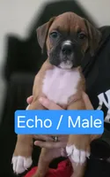 Echo, a male Boxer for sale in Greenwood, IN – 1 of 1