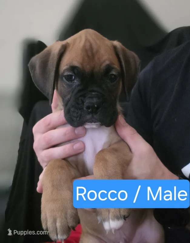 Rocco – Boxer puppy for sale in Greenwood, IN