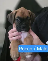 Rocco, a male Boxer for sale in Greenwood, IN – 1 of 1