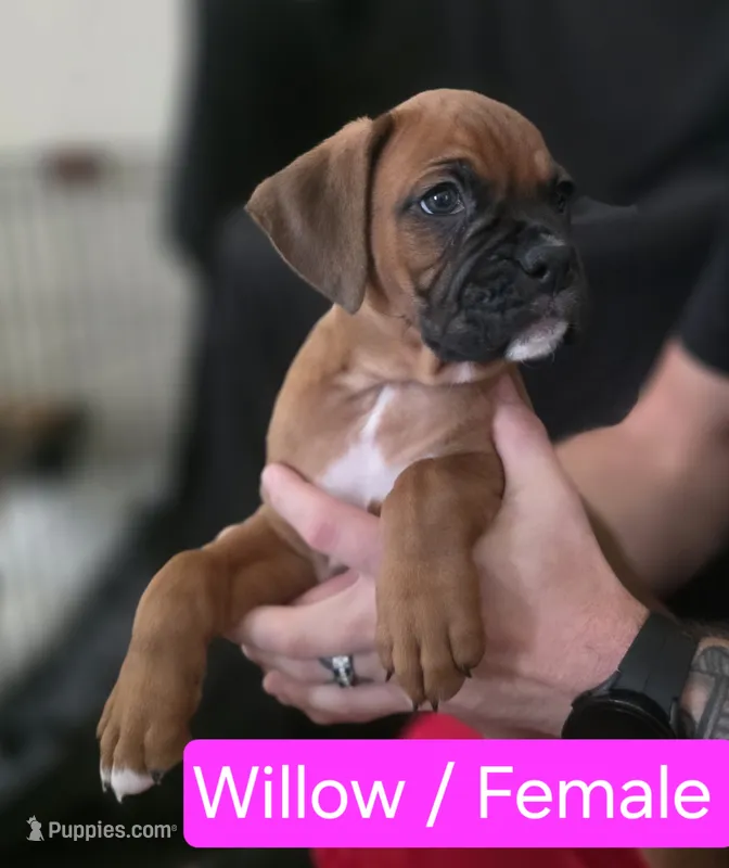 Willow – Boxer puppy for sale in Greenwood, IN
