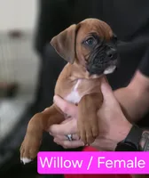Willow, a female Boxer for sale in Greenwood, IN – 1 of 1