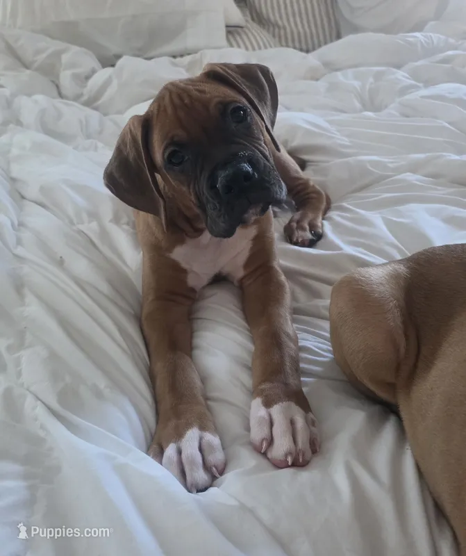 Shiloh – Boxer puppy for sale in Greenwood, IN