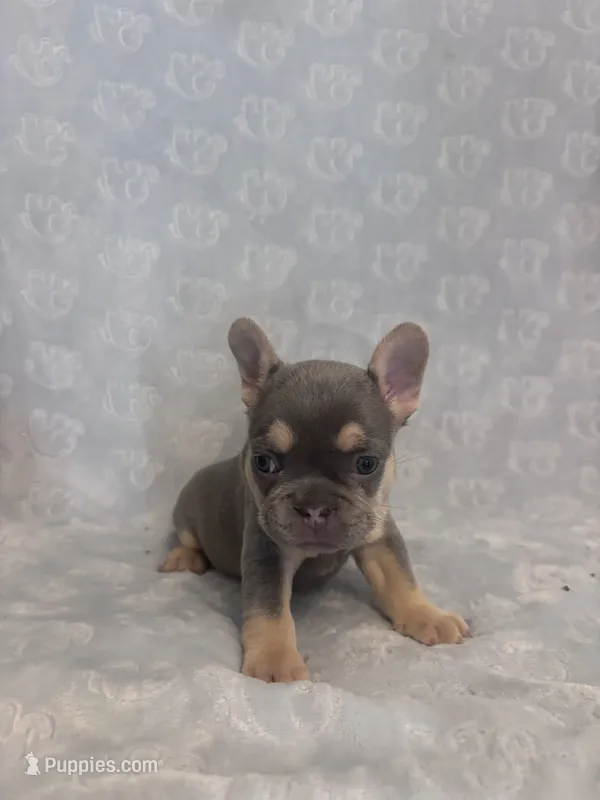 Chloe – French Bulldog puppy for sale in Sacramento, CA