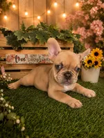 Bubba, a male French Bulldog for sale in Sacramento, CA – 2 of 4