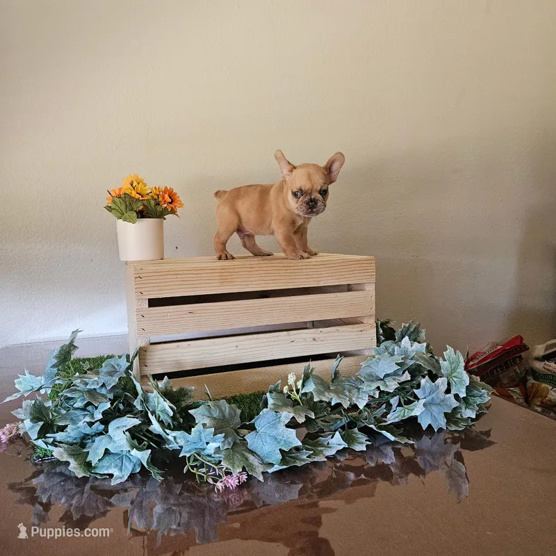 Bubba – French Bulldog puppy on hold in Sacramento, CA