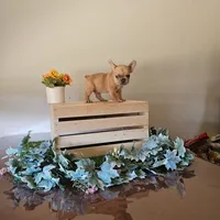 Bubba, a male French Bulldog for sale in Sacramento, CA – 1 of 4