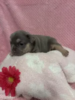 Chloe, a female French Bulldog for sale in Sacramento, CA – 5 of 5