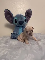 Skyler, a male French Bulldog for sale in Sacramento, CA – 3 of 5