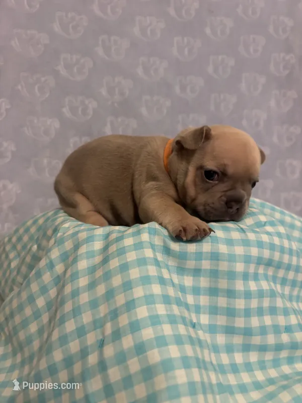 Teddy  – French Bulldog puppy for sale in Sacramento, CA