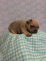 Teddy , a male French Bulldog for sale in Sacramento, CA – 1 of 7