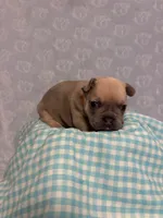 Teddy , a male French Bulldog for sale in Sacramento, CA – 4 of 7