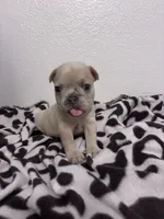Skyler, a male French Bulldog for sale in Sacramento, CA – 5 of 5