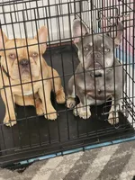 Smoky, a male French Bulldog for sale in Sacramento, CA – 6 of 9