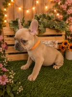 Teddy , a male French Bulldog for sale in Sacramento, CA – 2 of 4