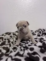 Skyler, a male French Bulldog for sale in Sacramento, CA – 4 of 5