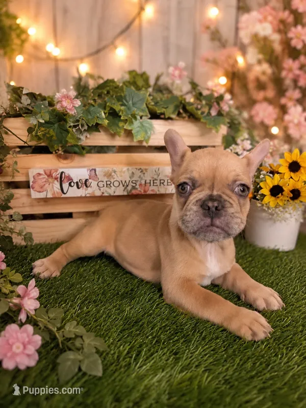 Bubba – French Bulldog puppy for sale in Sacramento, CA