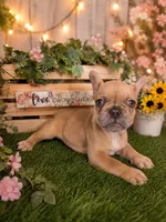Bubba, a male French Bulldog for sale in Sacramento, CA – 1 of 4