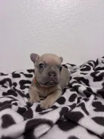 Teddy , a male French Bulldog for sale in Sacramento, CA – 6 of 7