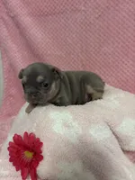 Chloe, a female French Bulldog for sale in Sacramento, CA – 3 of 5