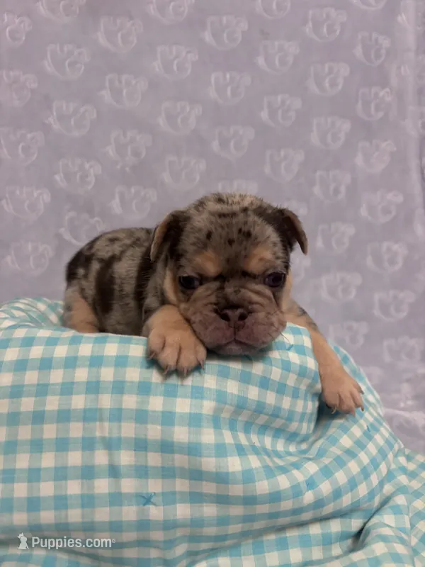 Smoky – French Bulldog puppy on hold in Sacramento, CA