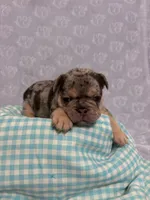 Smoky, a male French Bulldog for sale in Sacramento, CA – 4 of 9