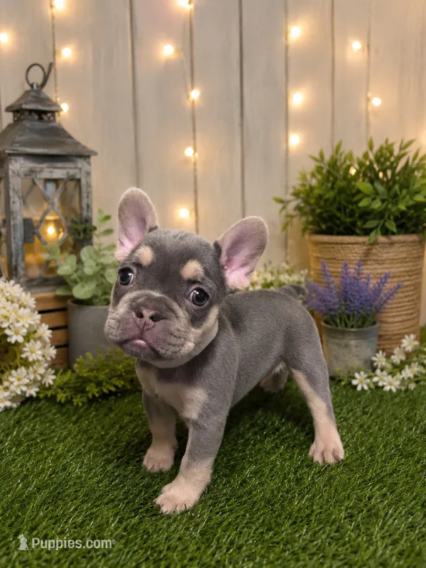 Chloe – French Bulldog puppy on hold in Sacramento, CA