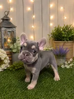 Chloe, a female French Bulldog for sale in Sacramento, CA – 1 of 3