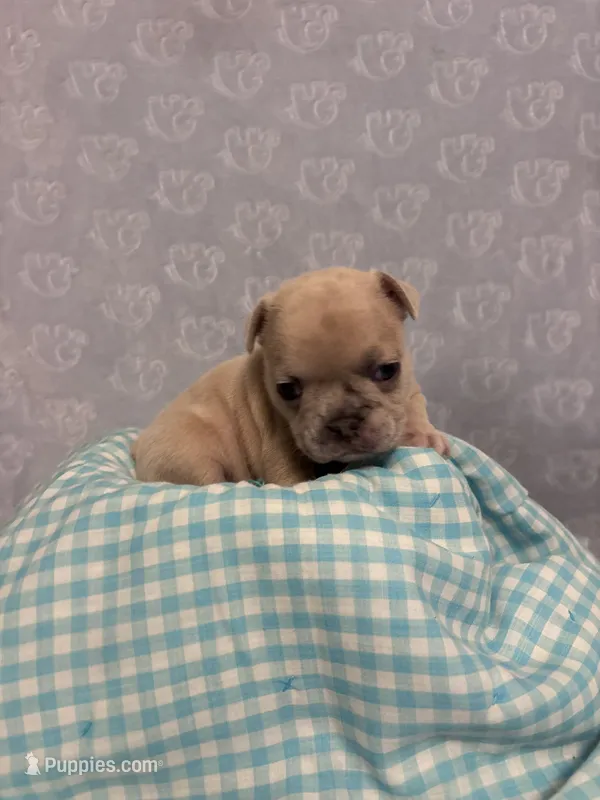 Skyler – French Bulldog puppy for sale in Sacramento, CA