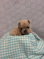 Skyler, a male French Bulldog for sale in Sacramento, CA – 1 of 5